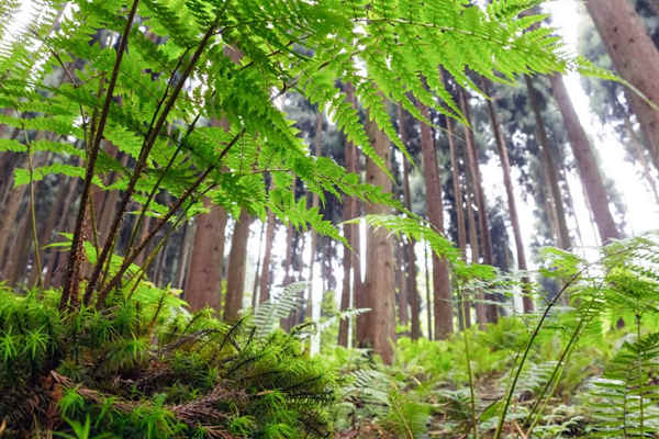 如何利用生物進行環(huán)境監(jiān)測？(圖1)